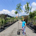 Lipa malolistá (Tilia cordata) - výška 300-320 cm, obvod kmeňa 6/8 cm, kont. C18L  